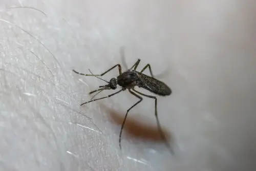 Mosquito-Control--in-Arlington-Texas-mosquito-control-arlington-texas.jpg-image