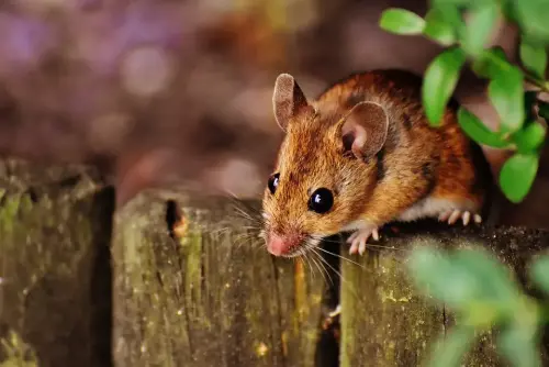 Mouse-Pest-Control--in-Fort-Worth-Texas-mouse-pest-control-fort-worth-texas.jpg-image
