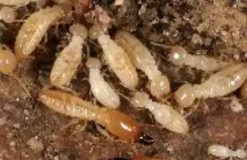 Termite-Treatment--in-Charlotte-North-Carolina-termite-treatment-charlotte-north-carolina.jpg-image