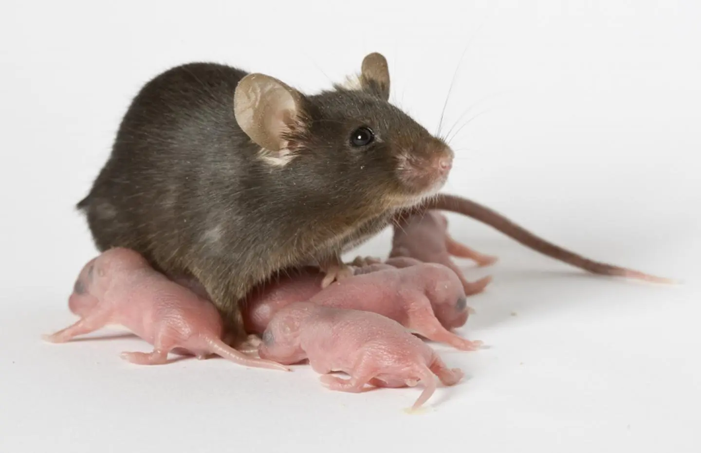 Mice -Extermination--in-Fremont-California-Mice-Extermination-1689600-image