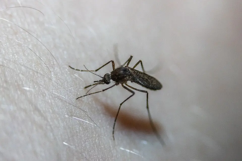 Mosquito -Control--in-Charlotte-North-Carolina-Mosquito-Control-1690080-image