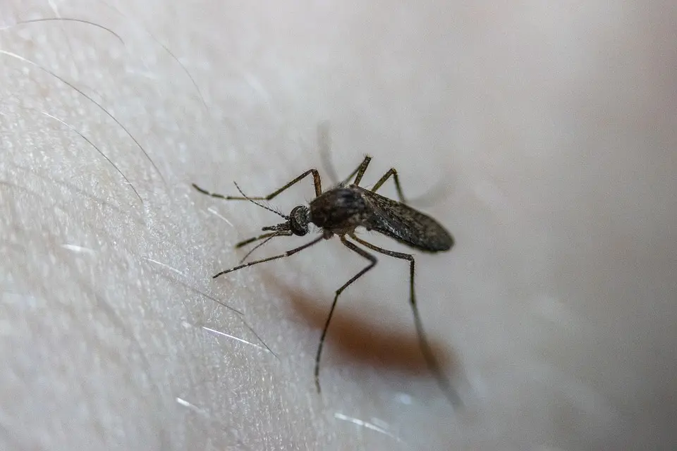 Mosquito Control