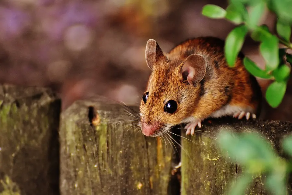 Mouse -Pest -Control--in-Fort-Wayne-Indiana-Mouse-Pest-Control-1690560-image