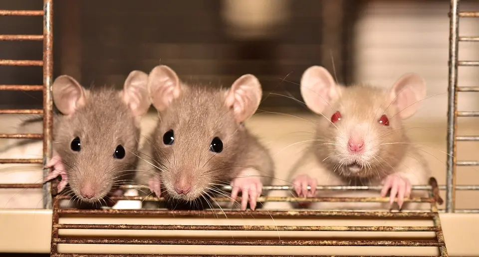 Rat Control