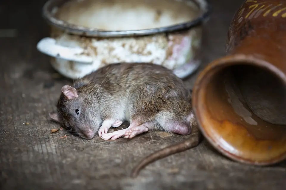 Rat Extermination