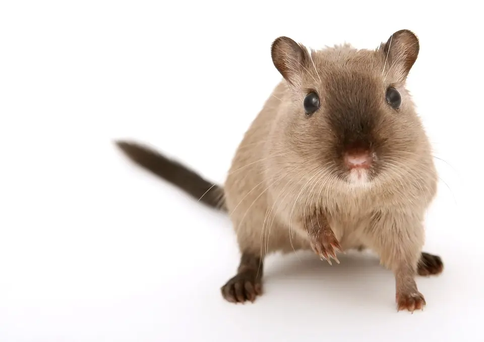 Rodent Control