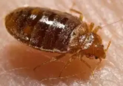 Bed Bug Extermination | Asap Pest Control