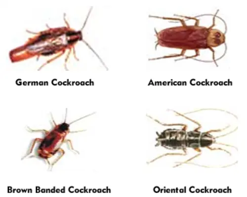 Cockroach Extermination | Asap Pest Control