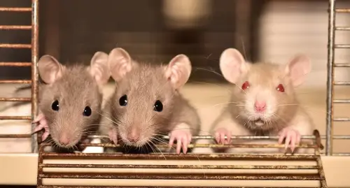 Rat -Control--in-Irvine-California-rat-control-irvine-california.jpg-image
