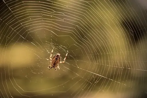 Spider Removal